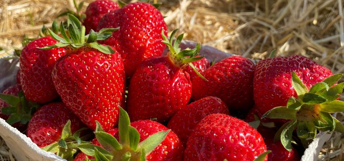 Frisch gepflückte Erdbeeren