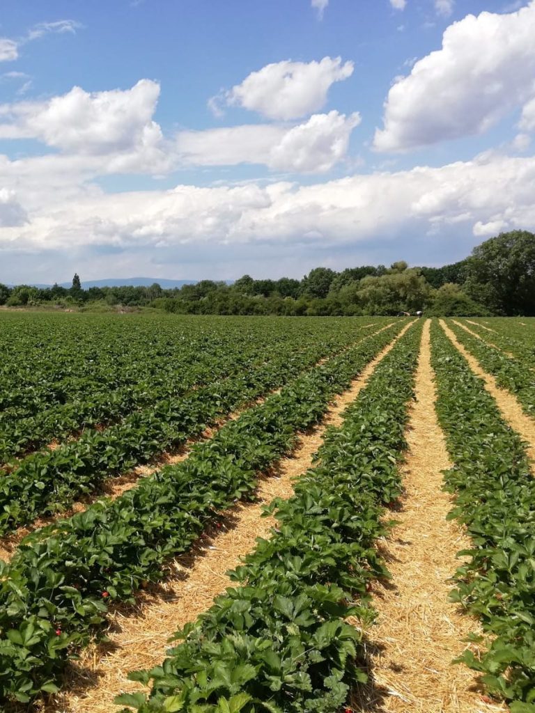 Selbstpflückfeld im Sommer